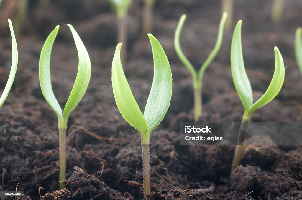 aubergine seedlings macro photo of aubergine seedlings Agriculture Stock Photo