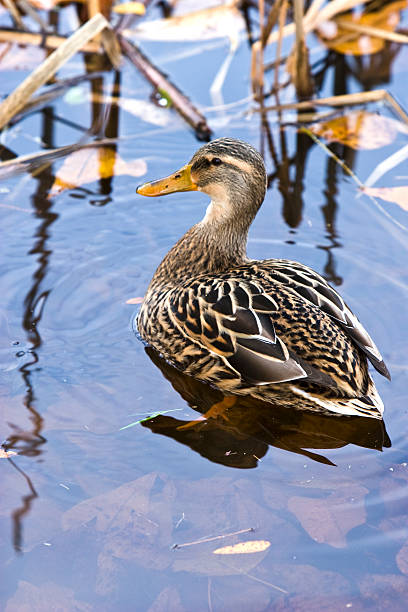 mottled duck swimming in the reeds - gevlekte eend stockfoto's en -beelden