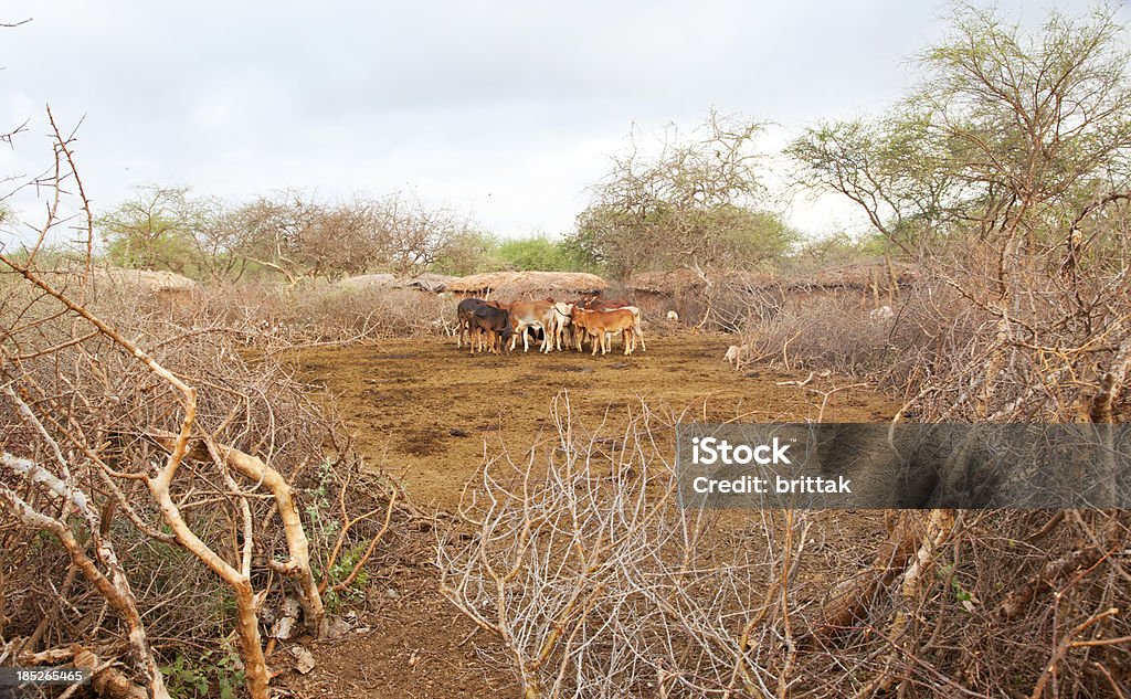 Calfs in masai village. The cattle is kept inside a thorn  hush fence in the nigh time. Huts made from cow dung in the background.See also mu LB: Africa Stock Photo
