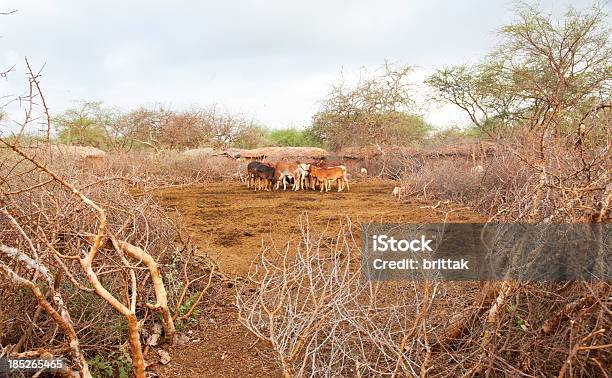 Calfs In Masai Village Stock Photo - Download Image Now - Africa, Amboseli National Park, Animal