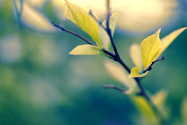 vida nova - spring leaf nature tree - fotografias e filmes do acervo