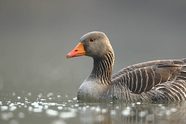 Greylag Goose Greylag Goose (Anser anser) greylag goose stock pictures, royalty-free photos & images
