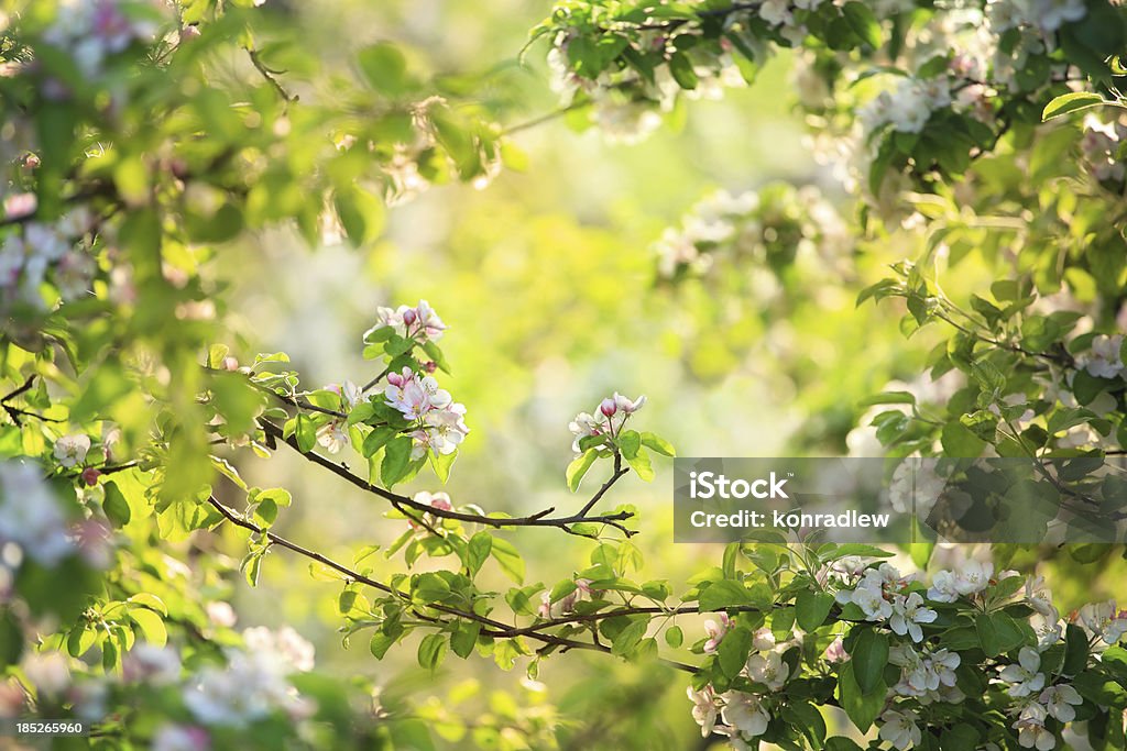 フラワーフレームスプリングオーチャード花ツリー - リンゴのロイヤリティフリーストックフォト