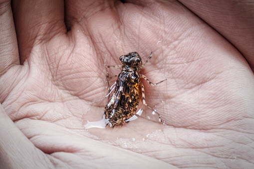 A dragonfly larva in the palm of the hand