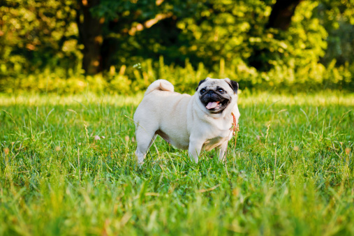Funny pug walking in summer park at sunset