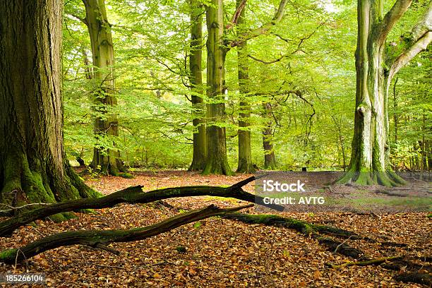 Antiguo Bosque Verde Del Bosque De Árboles Foto de stock y más banco de imágenes de Grande - Grande, Soto - Arboleda, Aire libre