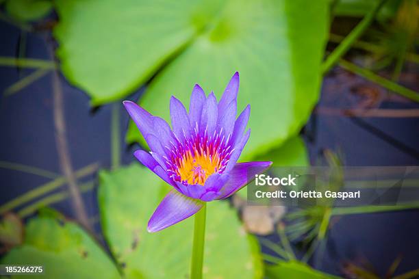 Nenúfar Foto de stock y más banco de imágenes de Agua - Agua, Belleza de la naturaleza, Caribe