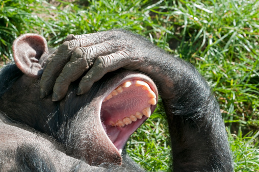 Chimpanzee covered his eyes and laughs