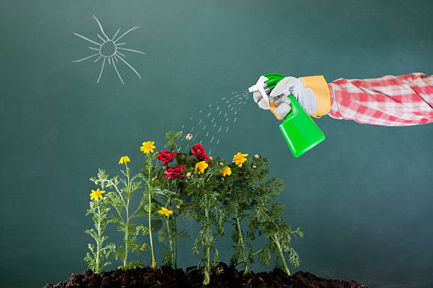 istock Spraying, soil and flowers drawing on blackboard 185266323