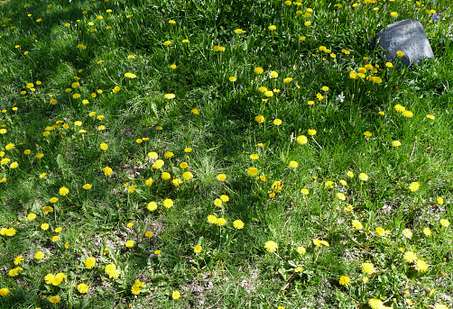 Nice field with fresh yellow dandelions and green grass. Small depth of field. Beautiful spring day.