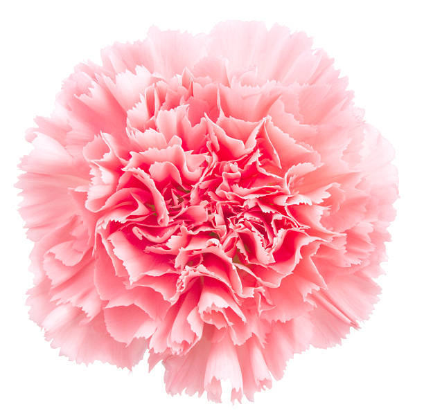 Carnation Pink flower on a white background. carnation flower photos stock pictures, royalty-free photos & images