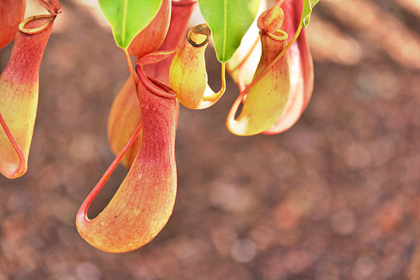 Tropical Pitchers stock photo