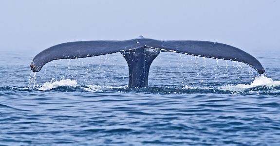 The topside of the fluke of a Humpback Whale