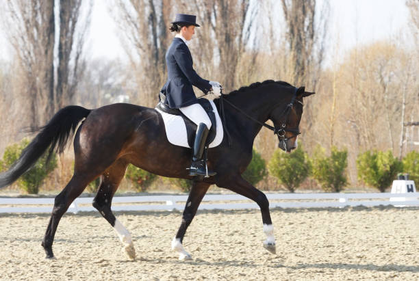 istock Trot on a dressage competition 185266879