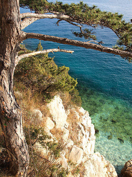 top view of pine trees against the sea with reflections and rocks in Parga - Epiro