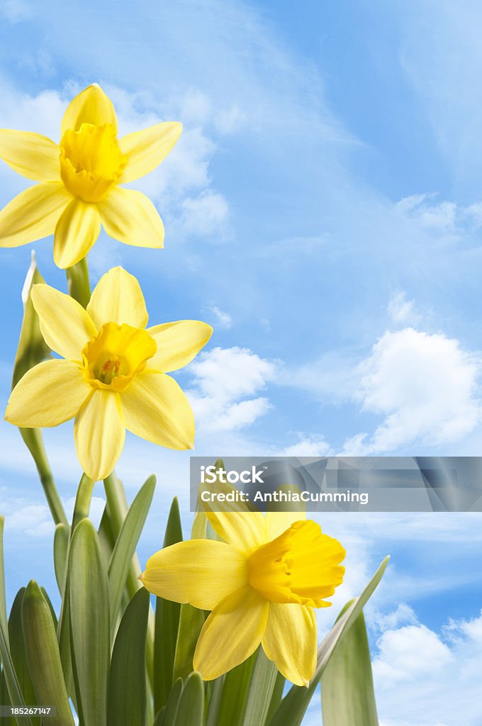 daffodils de primavera fresca amarillo brillante contra un cielo azul - Foto de stock de Amarillo - Color libre de derechos