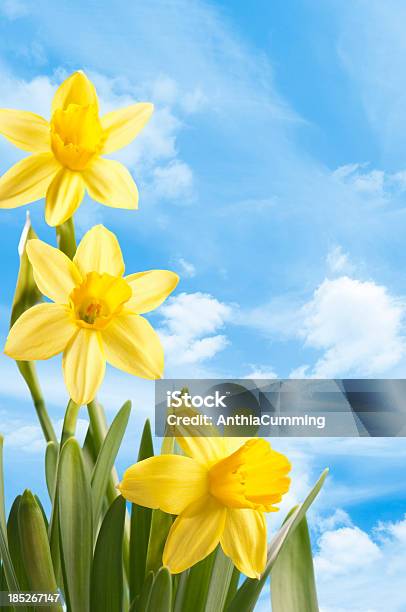 Foto de Fresh Spring Narcisos Amarelos Contra Um Céu Azul e mais fotos de stock de Amarelo - Amarelo, Azul, Crescimento