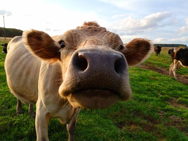istock A funny and thin cow in a light brown pasture stares intently at the camera. 1852673910