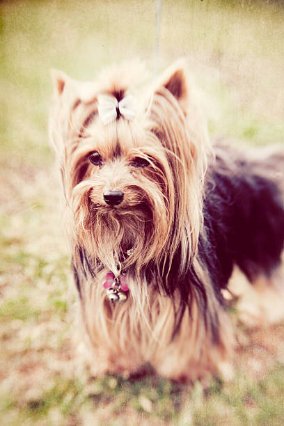 istock Yorkie on the Farm 185267478