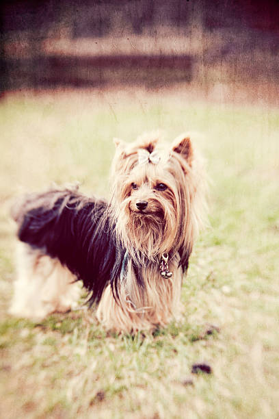 istock Yorkie on the Farm 185267480