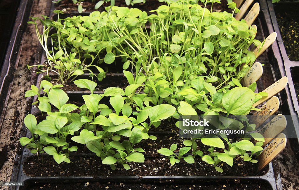 Plants grown from seeds in planters Green sprouts of young plants grown from seeds in earth in planters at a greenhouse/nursery. Agriculture Stock Photo