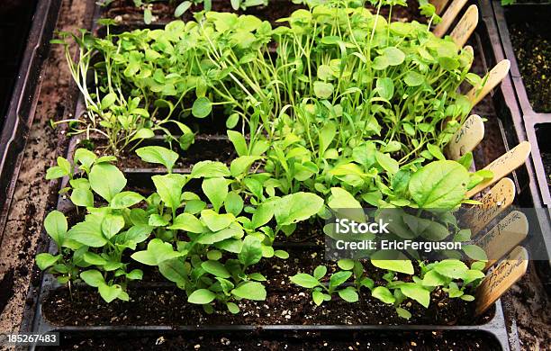 Plants Grown From Seeds In Planters Stock Photo - Download Image Now - Agriculture, Black Color, Botany