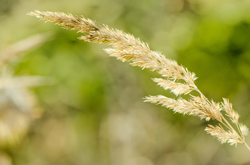 Yellowish blue grass (Festuca glauca) that partially turns yellow and dries in autumn