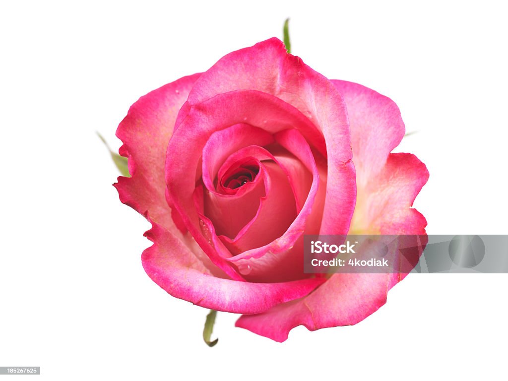 Rosas cor-de-rosa - Foto de stock de Rosa - Flor royalty-free