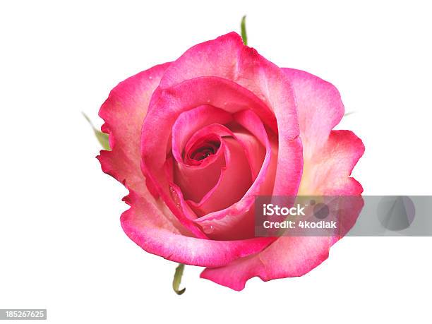 Foto de Rosas Corderosa e mais fotos de stock de Rosa - Flor - Rosa - Flor, Flor, Foto de estúdio