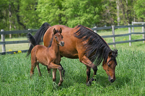 istock Horses in Summer Pasture, Arabian Mare and Foal Moving 185267768