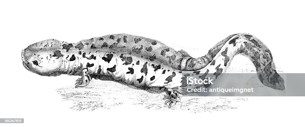 Hellbender Vector 19th Century Engraving Of A Hellbender Or Salamander Stock Illustration ...