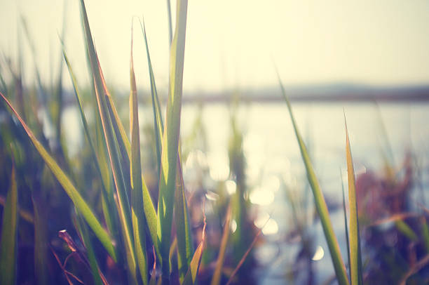 istock Reeds by the water with the water blurred 185268127
