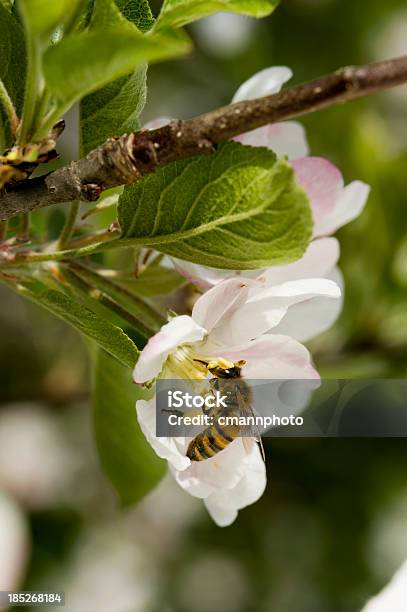 Tiempo De Primavera Flores De Apis Y Flor De Manzano Foto de stock y más banco de imágenes de Abeja