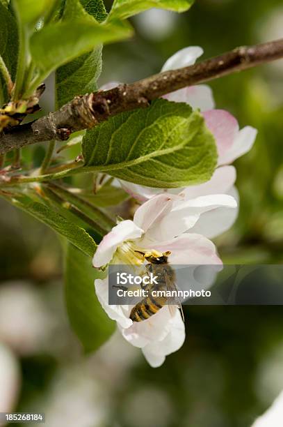 Primavera Fiori Dimiele Ape E Fiore Di Melo - Fotografie stock e altre immagini di Ape - Ape, Agricoltura, Albero