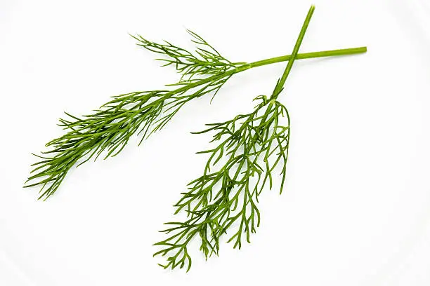 close up of frech dill on a white plate