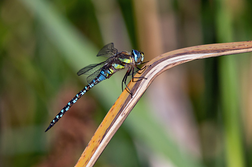 Daytime side-view close-up of a single blue 