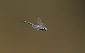 Flying blue Southern hawker dragonfly close-up