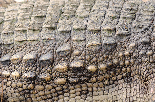 istock Crocodile skin close-up 185268484