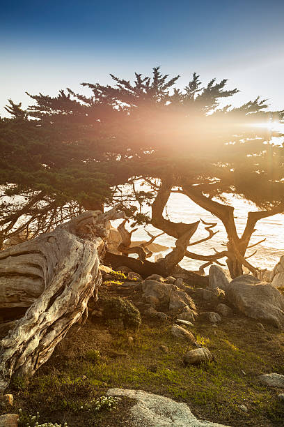 cipressi su big sur, costa e sul mare - cypress tree tree isolated monterey foto e immagini stock