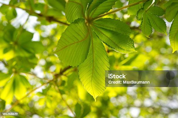 Fresco Y Hojas Verdes Castaño Foto de stock y más banco de imágenes de Castaño - Árbol - Castaño - Árbol, Frescura, Castaño de Indias