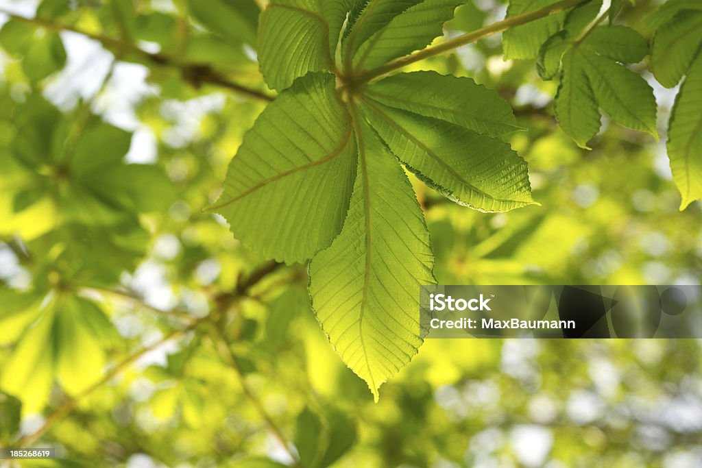 Fresco e verde folhas de castanheiro - Royalty-free Castanheiro - Árvore de folha caduca Foto de stock