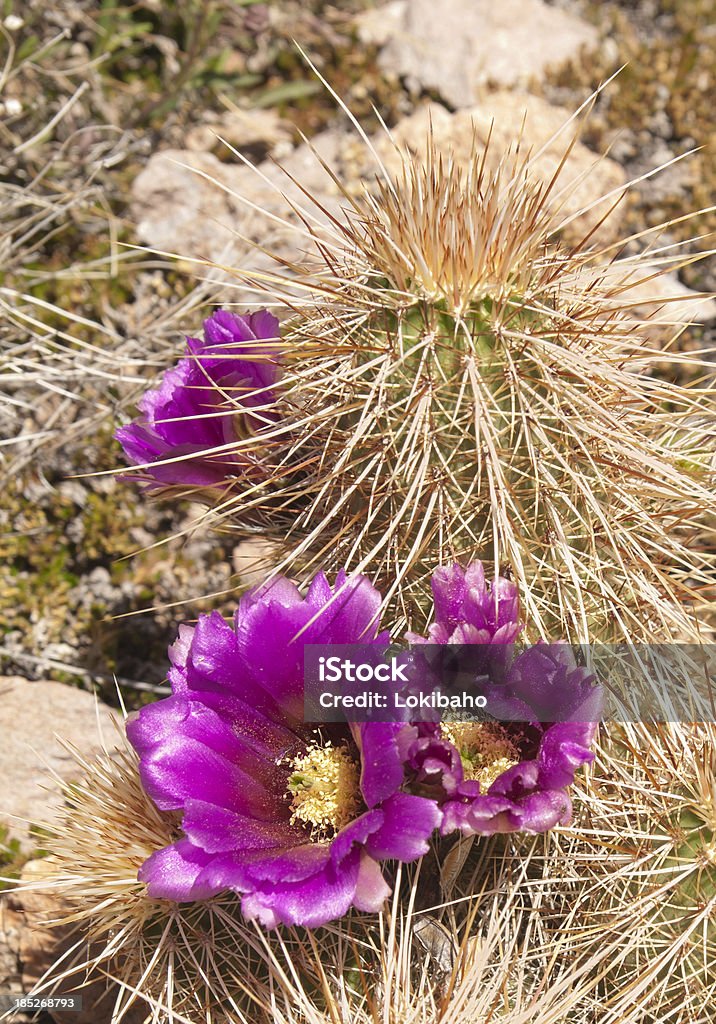 Blooming Hedgehog Cactus Pink flowers on a Hedgehog Cactus. Arizona Stock Photo