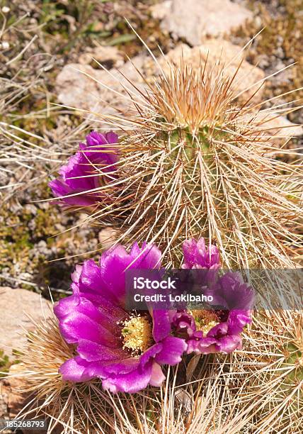 Blooming Hedgehog Cactus Stock Photo - Download Image Now - Arizona, Beauty In Nature, Cactus