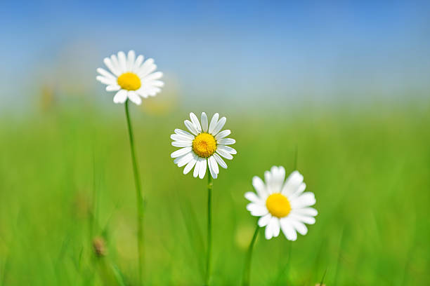 istock White camomile on green meadow 185268810