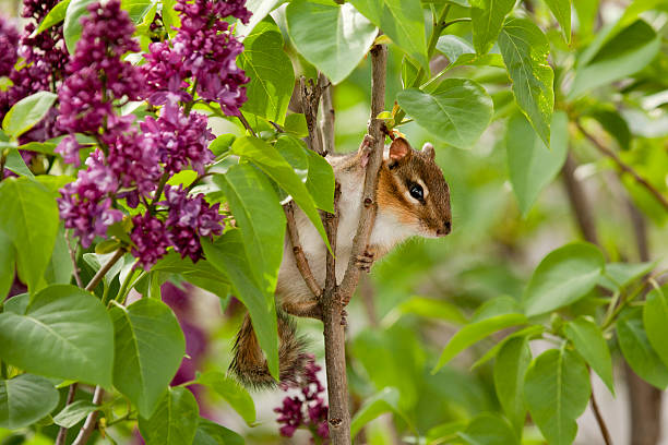 chipmunk climbing lilac tree stock photo