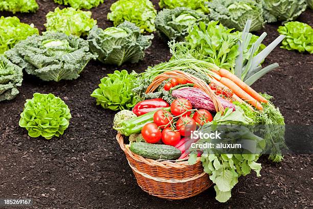 Verdure Biologiche - Fotografie stock e altre immagini di Orto - Orto, Fare la raccolta, Raccolto