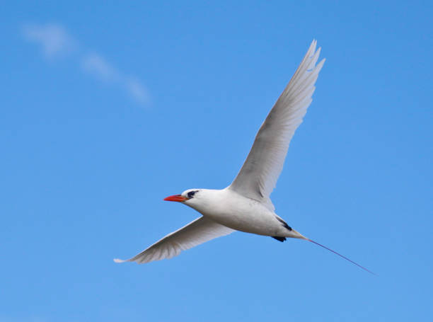 Red-tailed Tropicbird against blue sky A Red-tailed Tropicbird red tailed tropicbird stock pictures, royalty-free photos & images