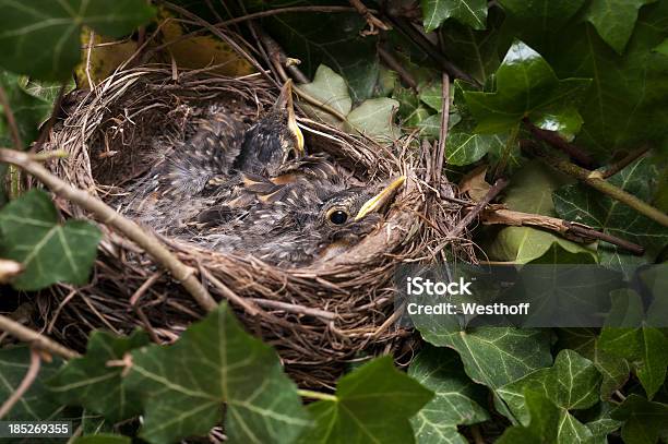 유럽울새 Nestlings 새 둥지에 대한 스톡 사진 및 기타 이미지 - 새 둥지, 아이비, 0명