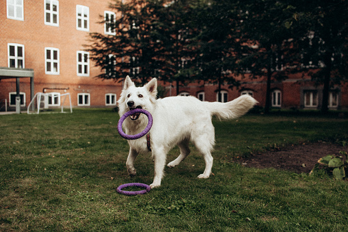 A white Swiss shepherd is playing with pullers