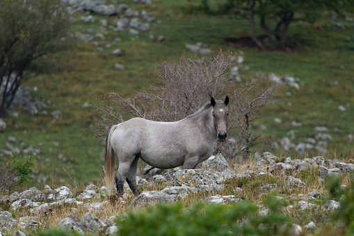A horse on a mountain meadow in the Croatian Mountains in autumn.